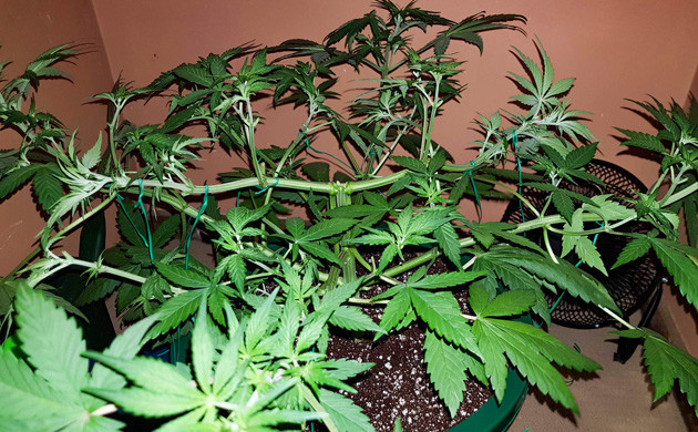 Дефолиация марихуаны Подвязка ветвей конопли