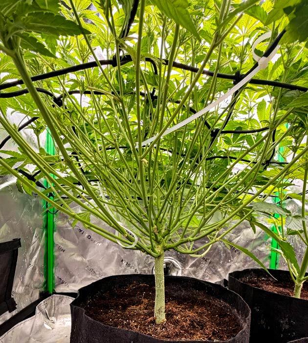 Развитие кустов и удобрения для конопли Куст Mellowz от Compound Genetics на 9 неделе