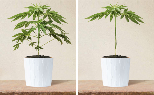 Обрезка и дефолиация марихуаны