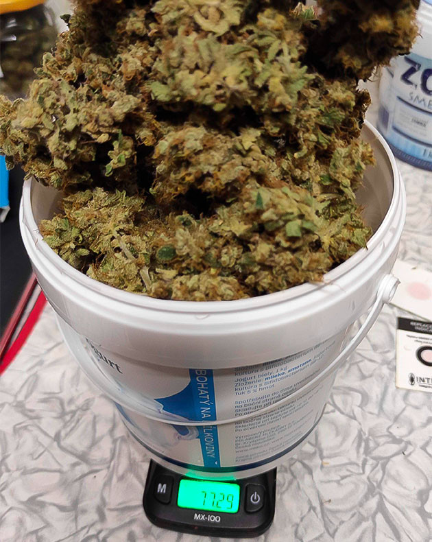 Общие впечатления о сорте Gelato Сбор урожая конопли