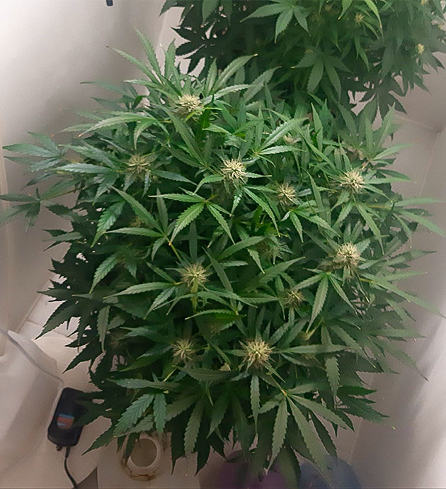 Раствор удобрений для Бени Положительная динамика Bruce Banner Auto