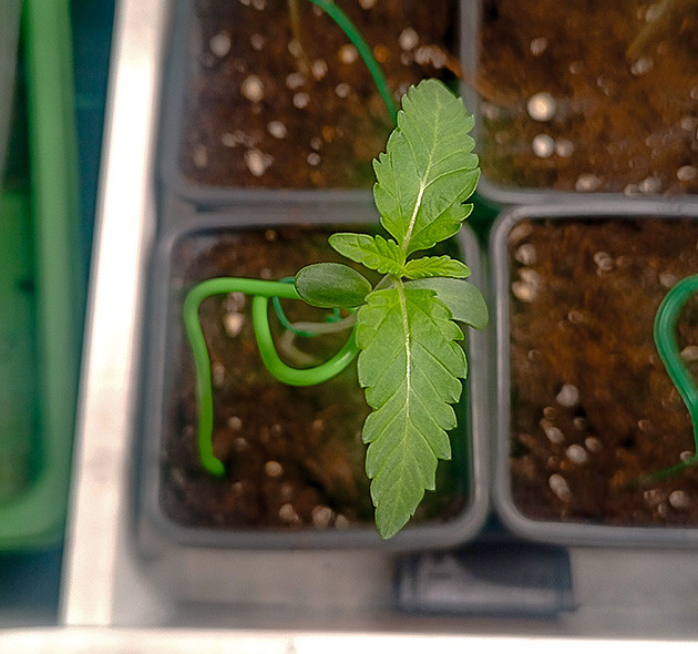 High Society: первые зазубренные листья