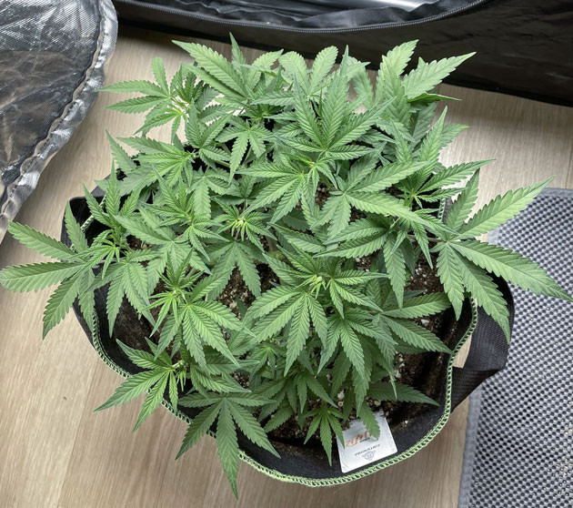 Дефолиация марихуаны Стадия цветения конопли