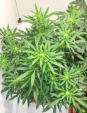 Цветение на восьмой неделе выращивания Формирование соцветий