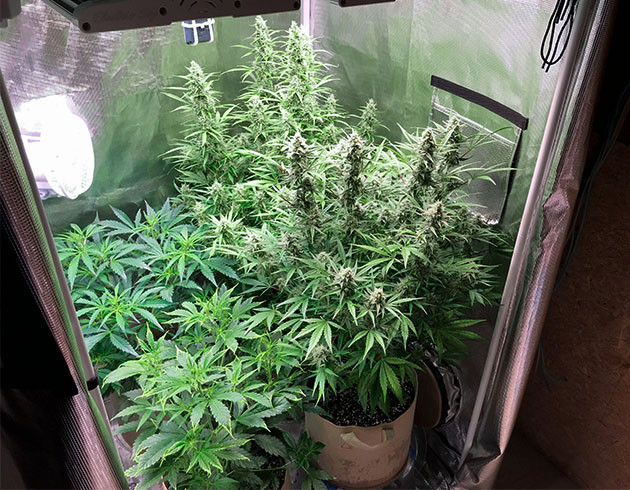 Кусты конопли одинакового роста