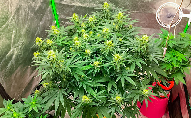 Critical Kush на цветении Контролем pH почвы для куста Critical Kush