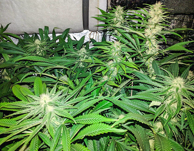 Начало цветения и появление запаха Высокие кусты конопли