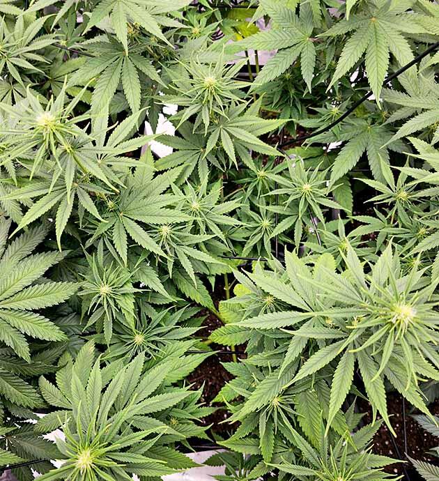 Формирование соцветий Куст Apple Betty на фазе цветения