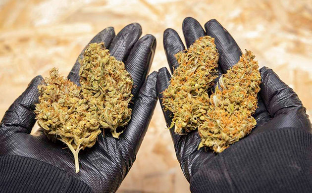 Окраска каннабиса