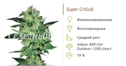 Сорт марихуаны Super Critical Super Critical от Green House Seeds
