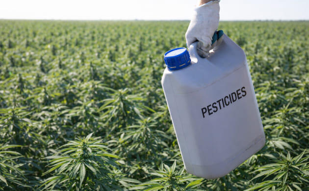 Выращивание марихуаны без химии и восстановление экосистем Конопля растёт без пестицидов, восстанавливая почву