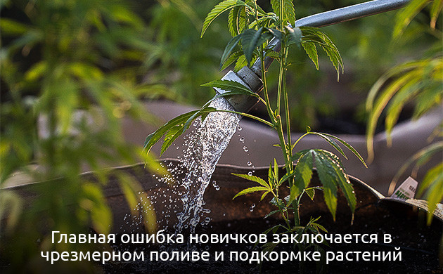 Как избежать недостатка магния у конопли Как избежать нехватки магния у марихуаны