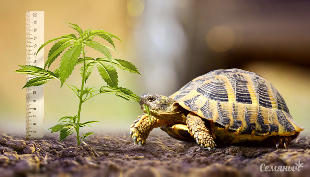 Причины медленного роста конопли Медленный рост конопли