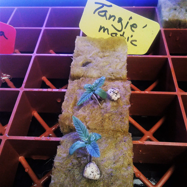 Стадия вегетации марихуаны 2 ростка Tangie'matic