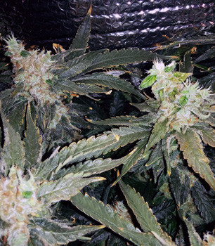 Кусты Fruit Punch перед харвестом