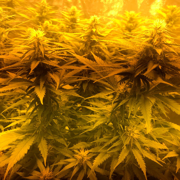 Дефицит магния на 11 неделе Развивающиеся шишки на кустах