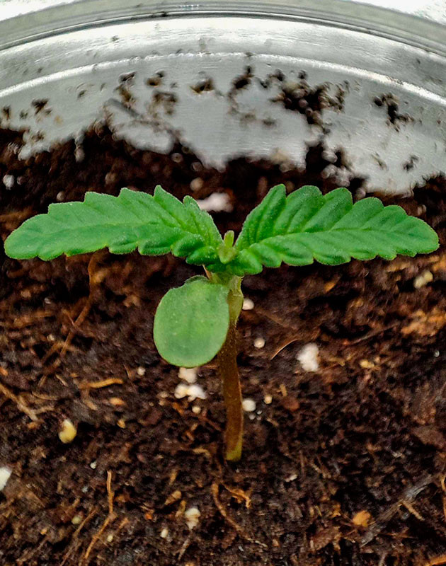 Проращивание сорта Росток Strawberry Gorilla Auto ростом 3 см