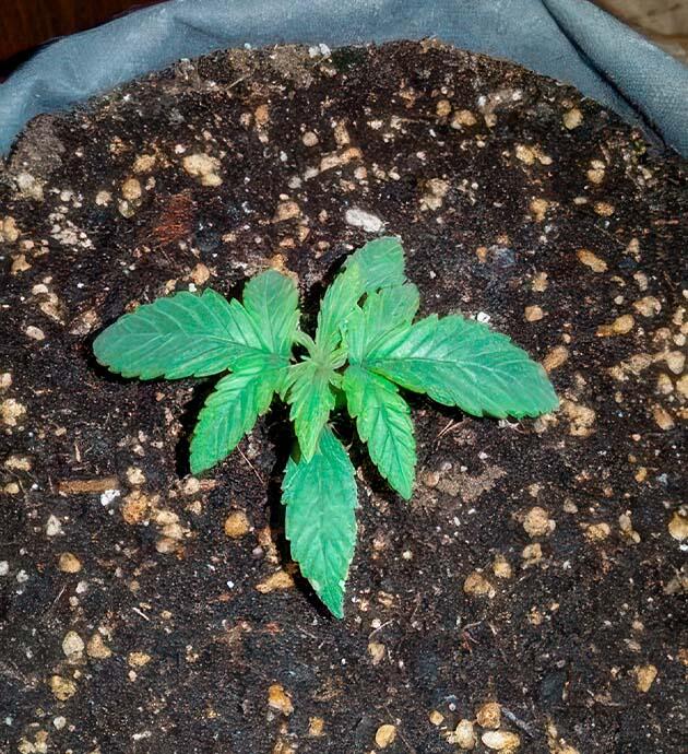 Росток +Speed Auto от сидбанка Sweet Seeds на 2 неделе