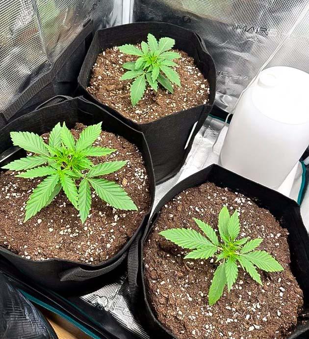 Вегетация каннабиса