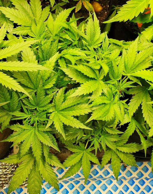 Внешний вид куста № 3