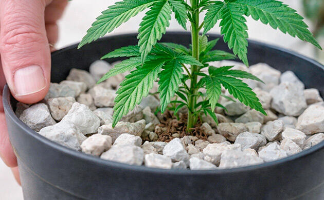 Пеностекло в качестве мульчи