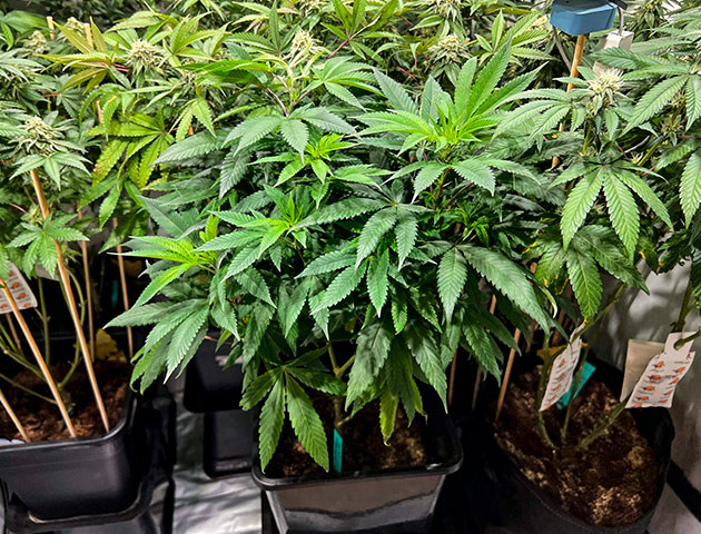 Куст Marshmallow OG от Compound Genetics ростом 59 см