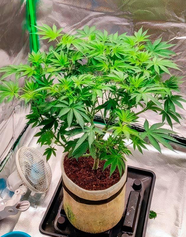 6 неделя выращивания 50 Dragons от UKHTA