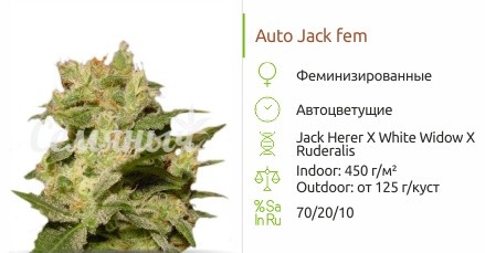 Auto Jack fem
