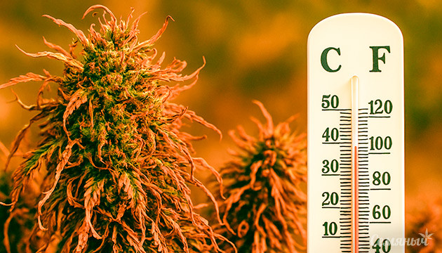 Температурный стресс конопли Тепловой стресс у каннабиса