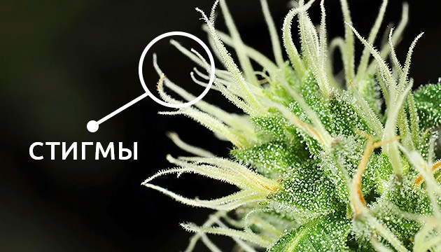 Появление шишек марихуаны Стигмы конопли