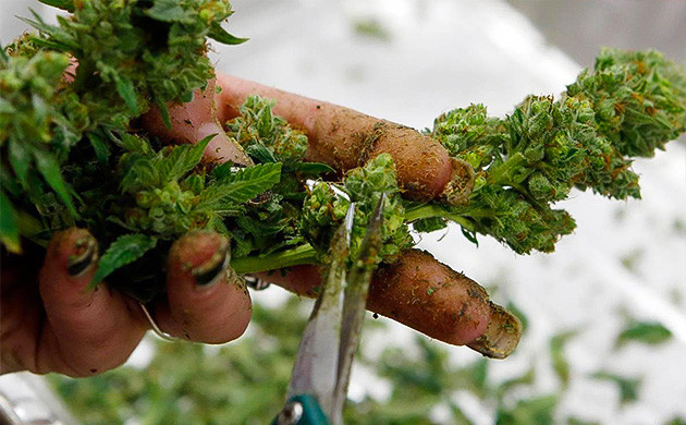 Преимущества и недостатки мокрого тримминга Мокрый тримминг