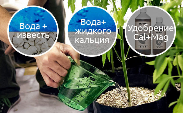 Дефицит кальция в индоре Недостаток кальция в закрытом грунте