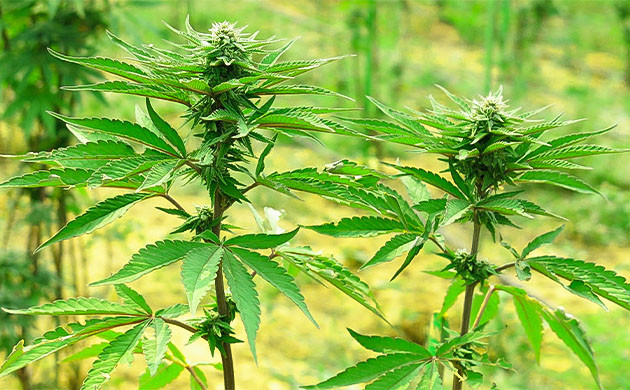 Качественная генетика положительно влияет на терпены Хорошая генетика