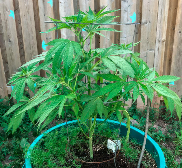 Куст Jack Herer от Seedkeepers на 5 неделе