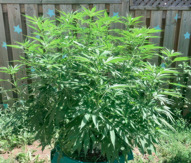 Jack Herer от Seedkeepers