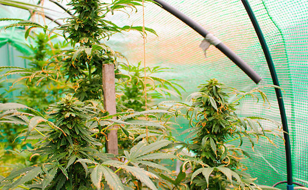 Сорт Pineapple Chunk на цветении Опыт выращивания конопли Pineapple Chunk