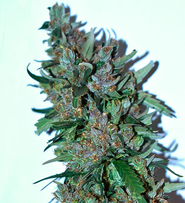 Промывка растихи перед харвестом Уменьшил расстояние между лампой и растением