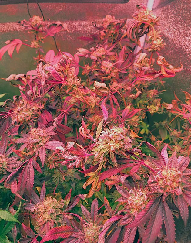 Куст RS11 от 7CH American на фазе цветения