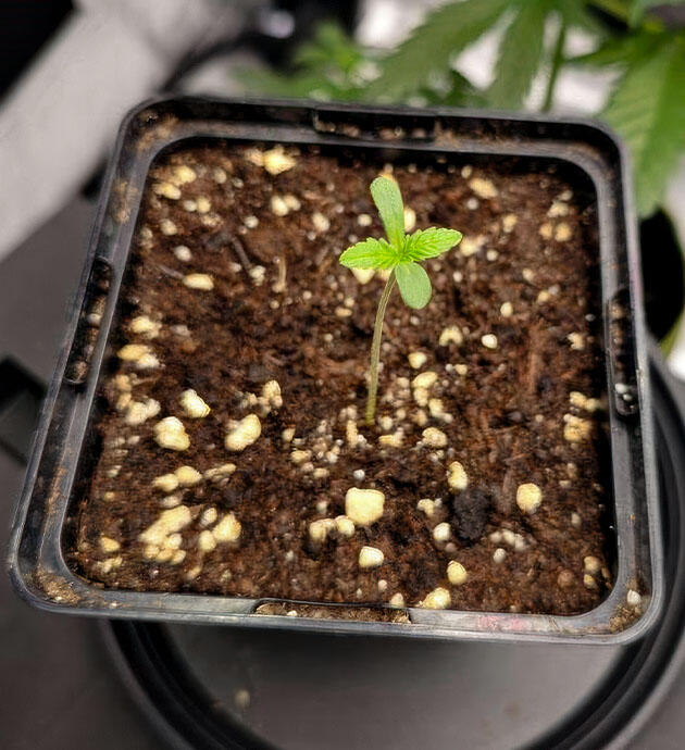 Проращивание семени Проращивание сорта Super Silver Haze от GHS