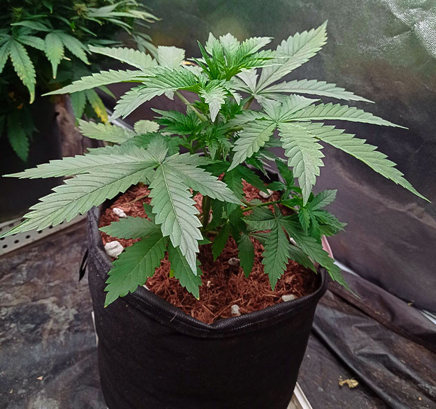 Проращивание семян конопли White Widow Auto