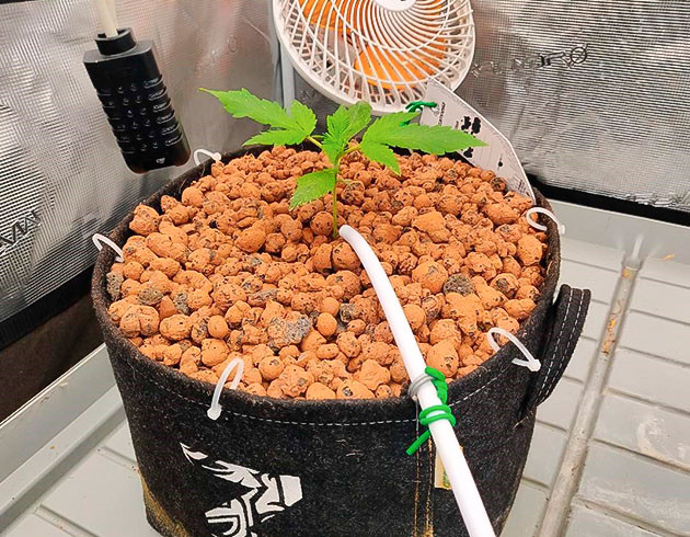 Насекомые не сдаются: новые меры защиты Amnesia Zkittlez Auto: повторная обработка от вредителей