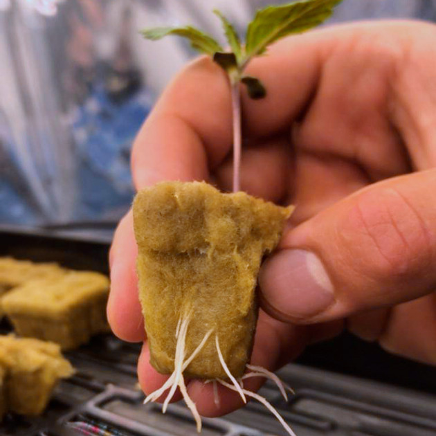 Корневая система ростка