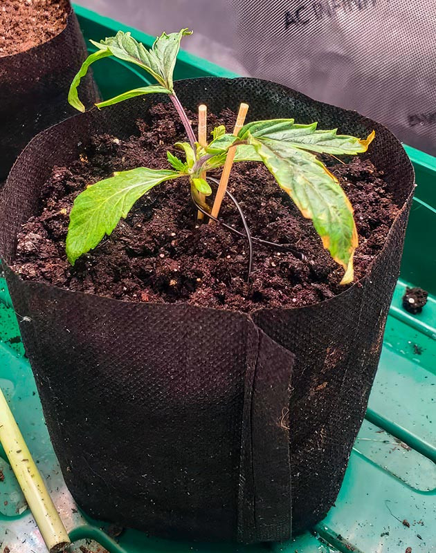 Стресс марихуаны Ожог на листьях конопли