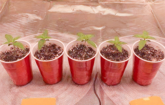 Старт вегетационного периода каннабиса Конопля на 2 неделе выращивания