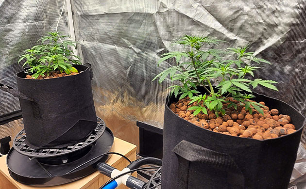 Кусты на 4 неделе выращивания