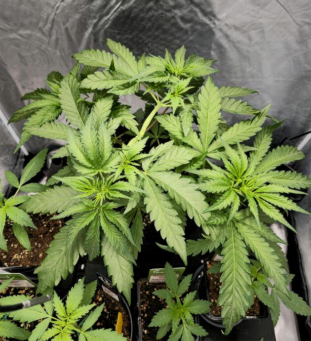 LST-тренировка и удобрения для марихуаны Куст Super Silver Haze от GHS на стадии вегетации