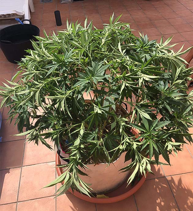 Режим полива куста Sensi Star