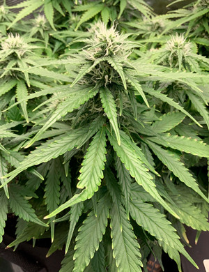 Появление запаха в боксе Шишка Bruce Banner Auto