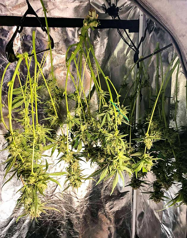 Промывка Gelato Auto перед харвестом Gelato Auto дневник по выращиванию