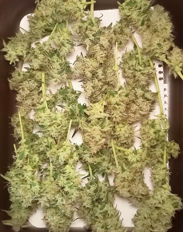 Общие впечатления о сорте Florida Sunrise Auto Сбор урожая конопли